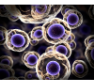Immix Biopharma, Inc.