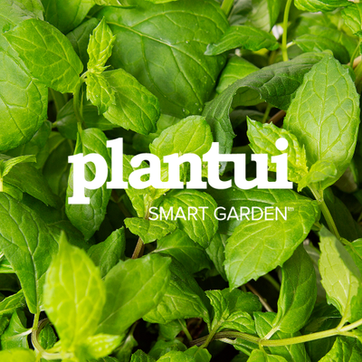 Plantui Oy