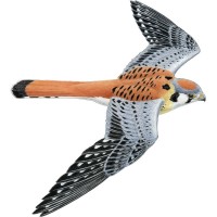 Kestrel Institute
